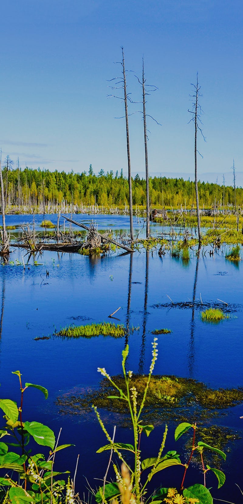 Swamp marshland water landscape. Swamp land backwater panorama. Swamp trees bog backwater view