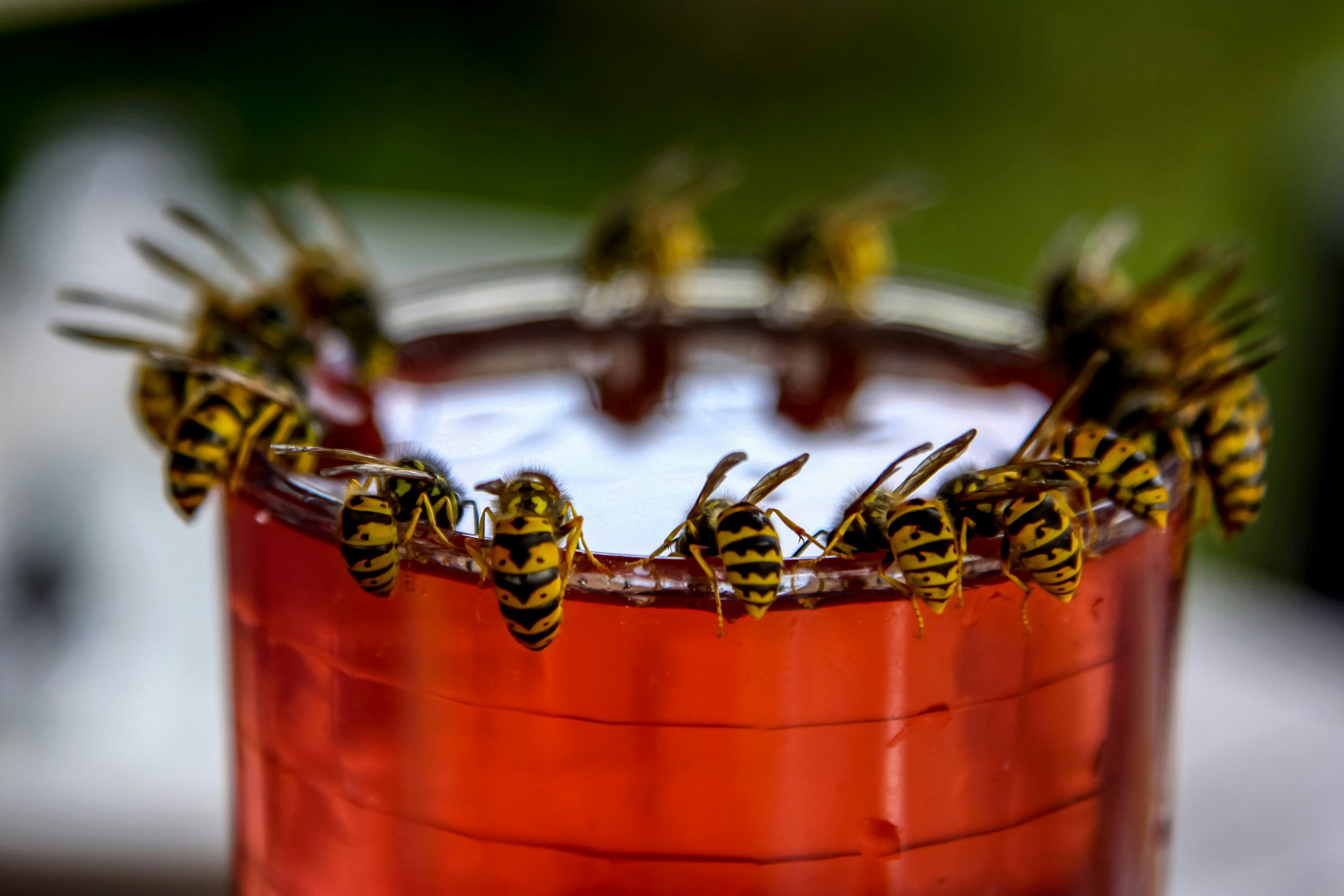 The science of why wasps are so annoying at the end of summer
