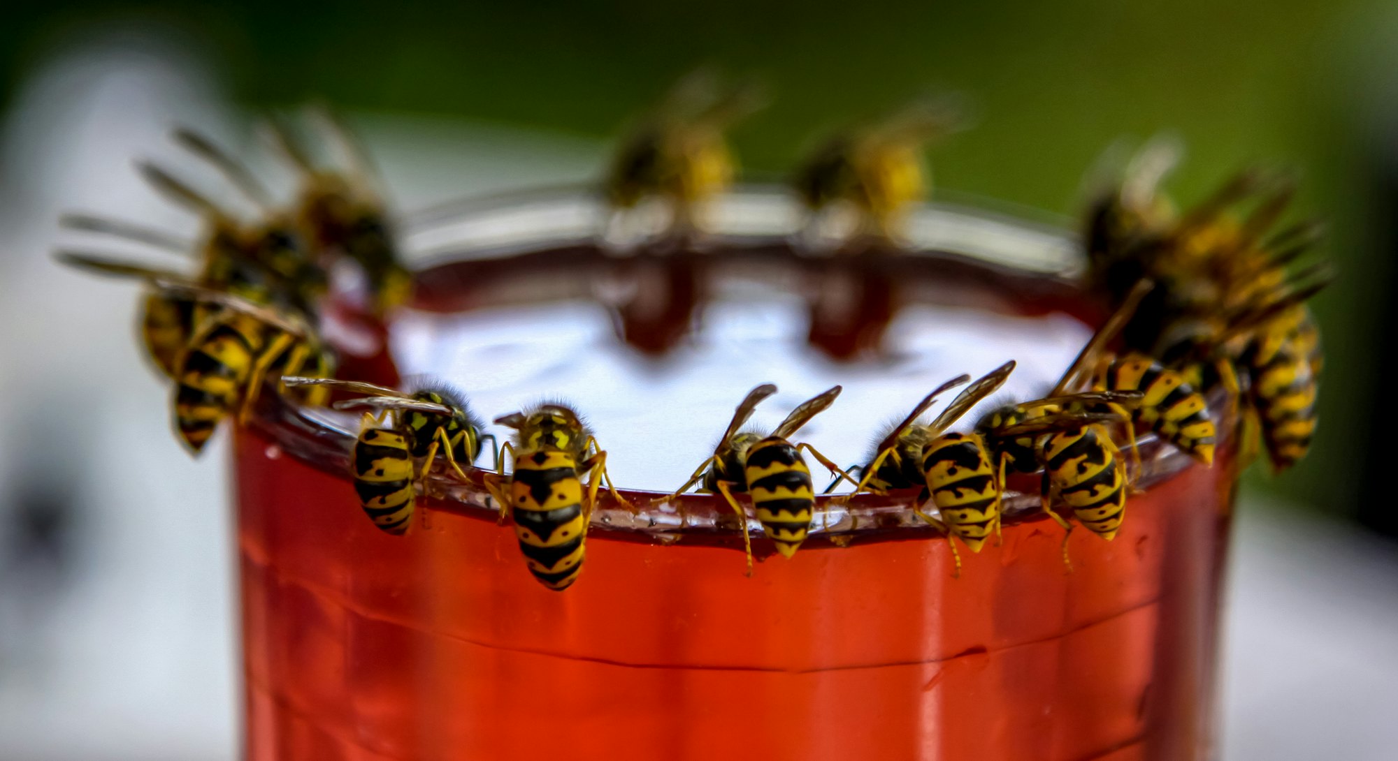 Wasps on glass with drink. Wasps feast. Wasps on the glass of sweet drink. Wasps are winged insects ...