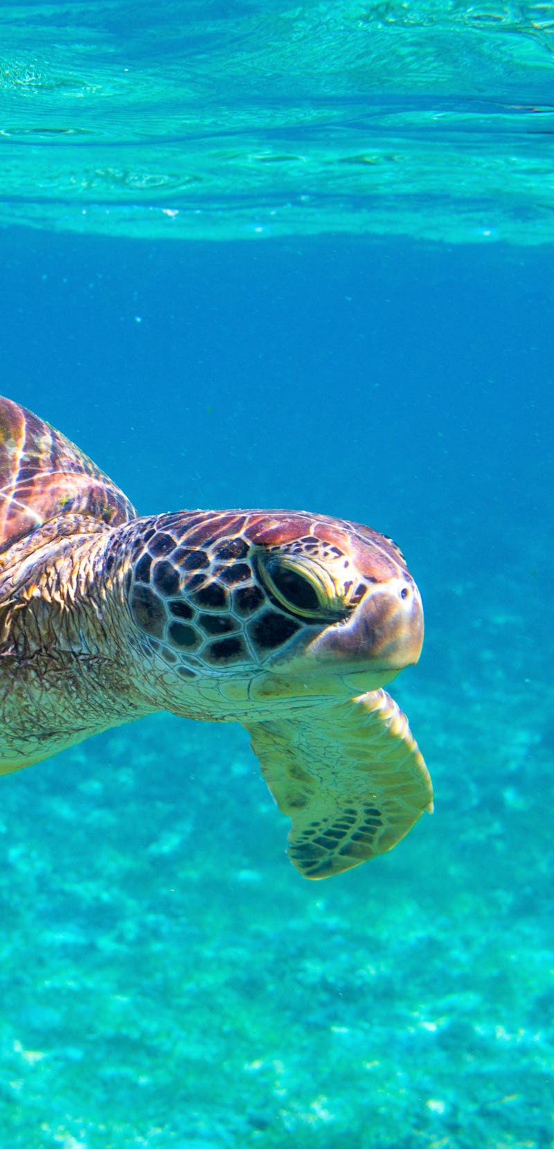 Cute sea turtle in blue water of tropical sea. Green turtle underwater photo. Wild marine animal in ...