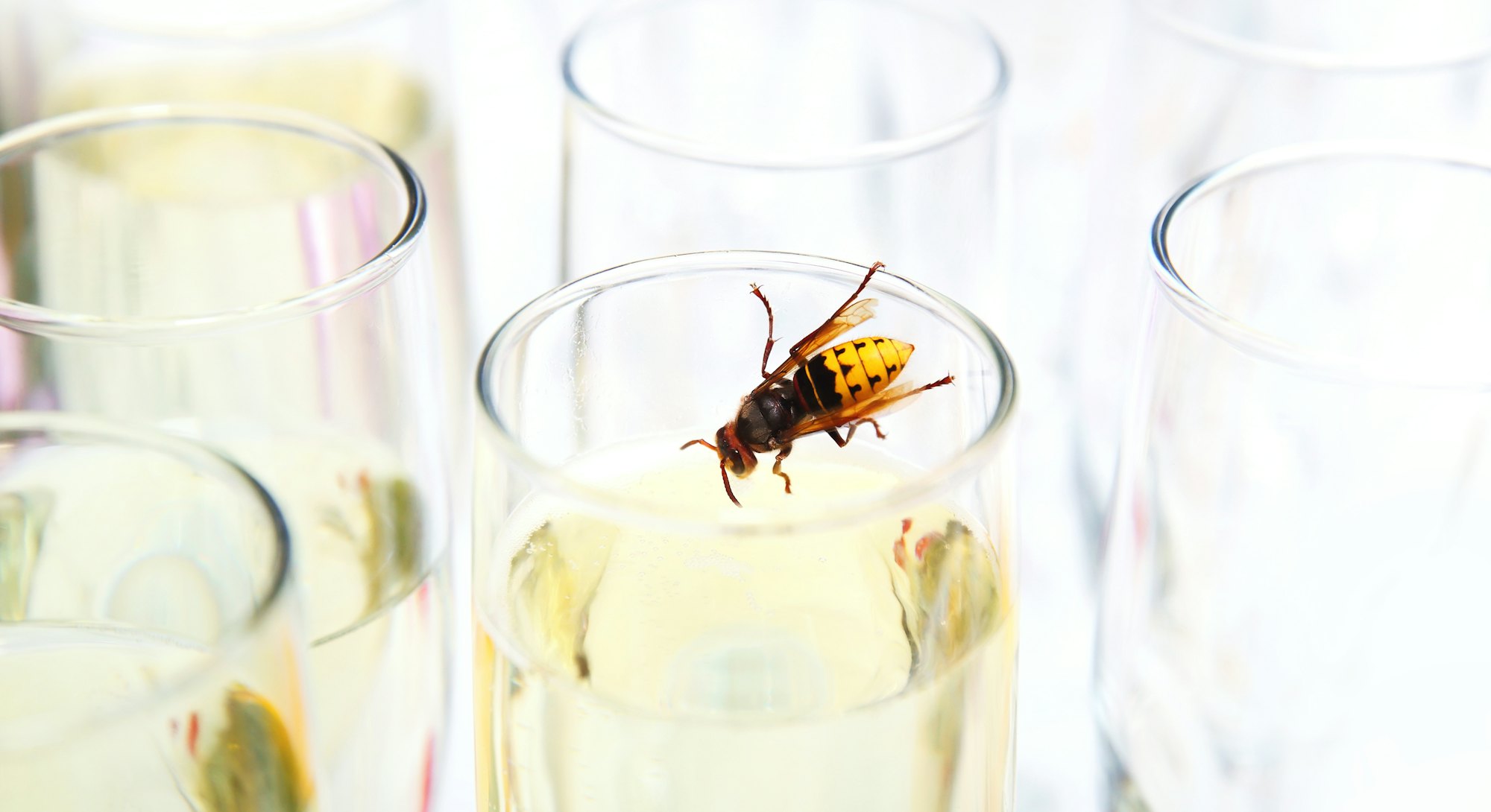 A wasp in a glass of champagne. Drinking animal