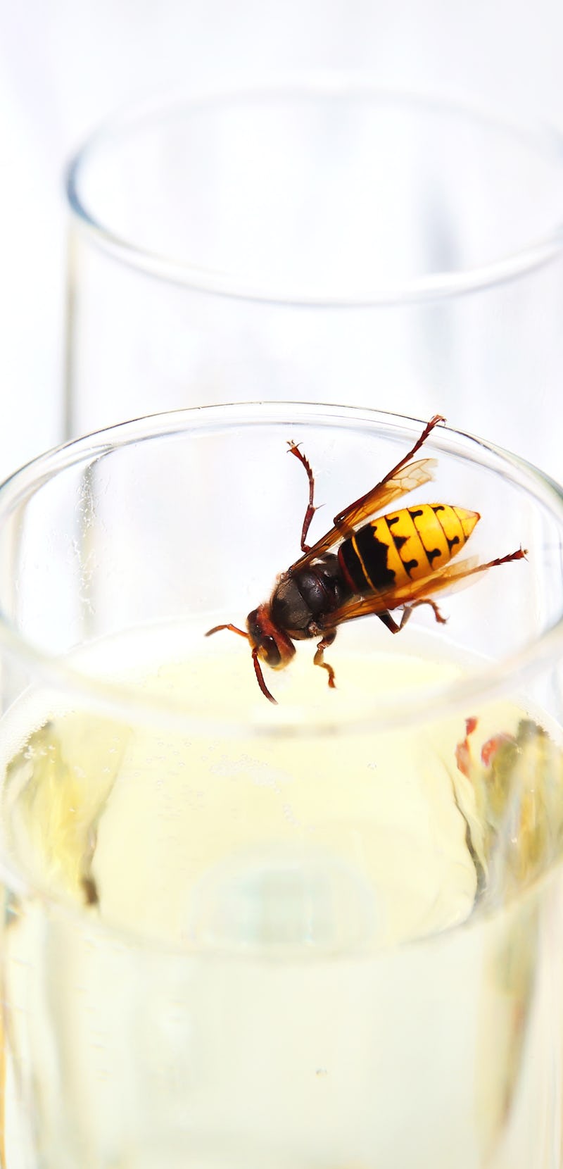 A wasp in a glass of champagne. Drinking animal