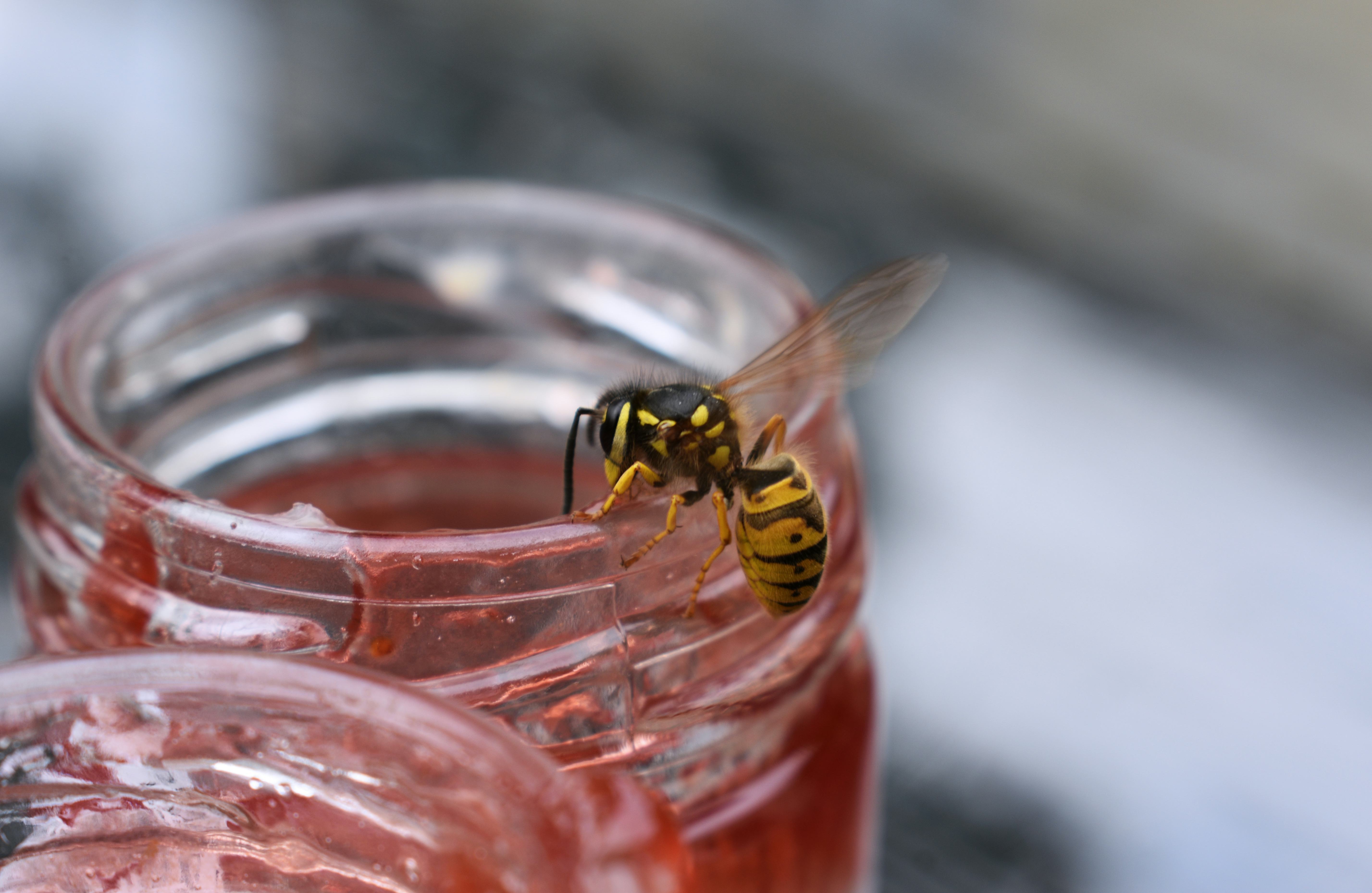 Wasp eating jam