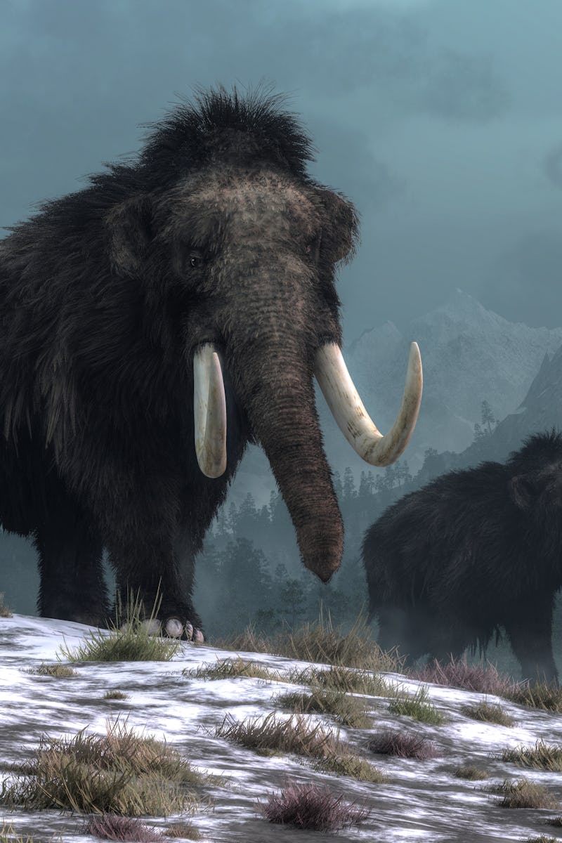 A trio of woolly mammoths trudges over snow covered hills. Behind them, mountains with snow covered...