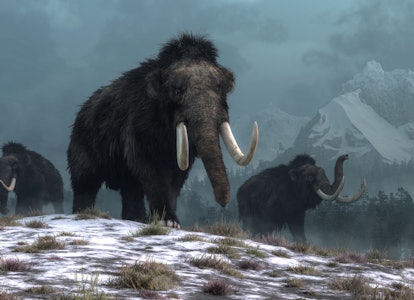 A trio of woolly mammoths trudges over snow covered hills.  Behind them, mountains with snow covered...