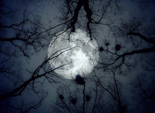The moon in the night sky on a background of trees. Elements of this image furnished by NASA
