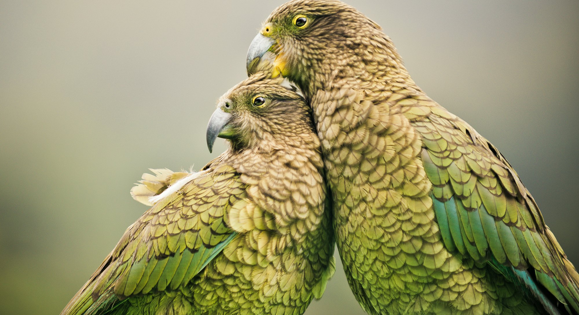 Kea's (Alpine Parrots) sitting together, Arthurs Pass National Park, New Zealand (