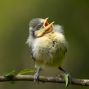 Cute little bird, Beautiful bird. Close up on bird