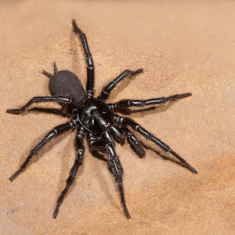 Sydney Funnel Web Spider