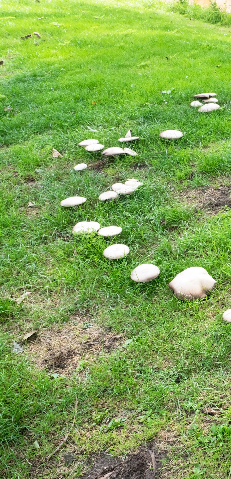 Fairy ring of white mushrooms growing on field of grass
