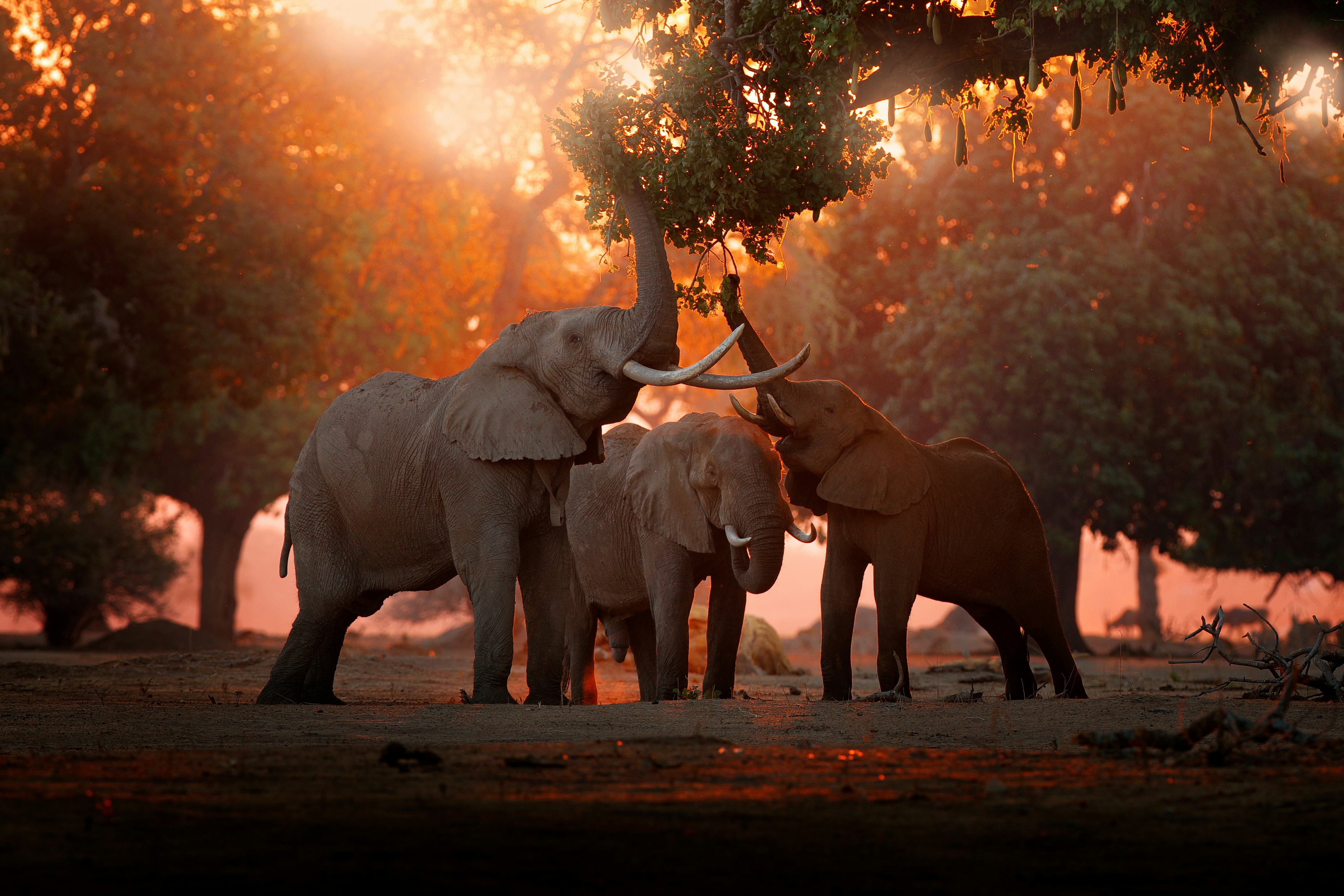 Elephant feeding feeding tree branch. Elephant at Mana Pools NP, Zimbabwe in Africa. Big animal in t...