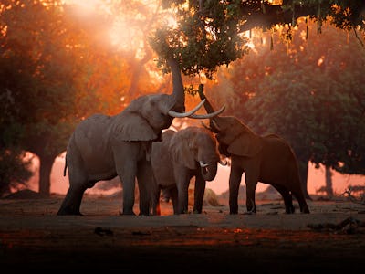 Elephant feeding feeding tree branch. Elephant at Mana Pools NP, Zimbabwe in Africa. Big animal in t...