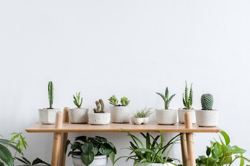 Scandinavian room interior with plants, cacti and succulents composition in design and hipster pots ...