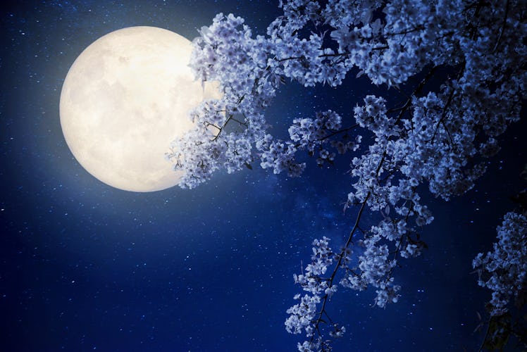 Beautiful cherry blossom (sakura flowers) with Milky Way star in night skies, full moon - Retro styl...