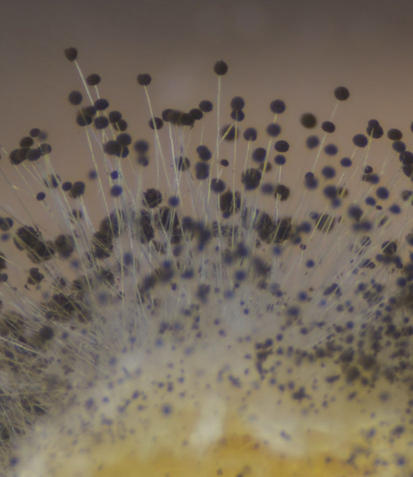 Rhizopus (bread mold) is a genus of common saprophytic fungi. A segment of that fungus can be seen u...