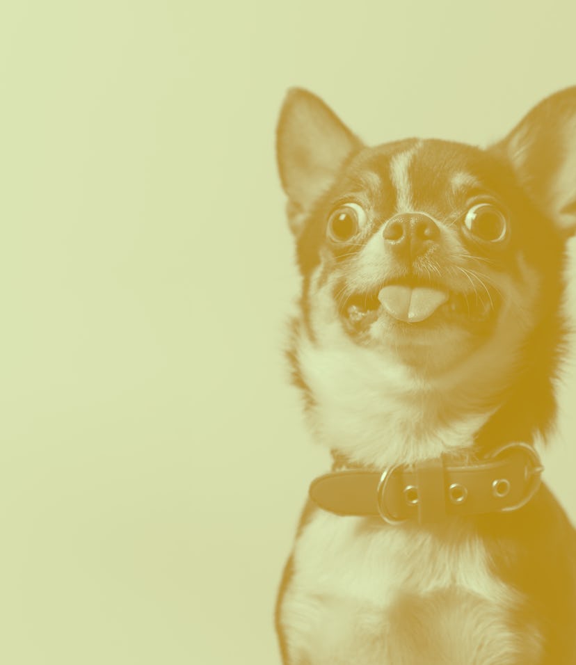 Cute brown mexican chihuahua dog with tongue out isolated on pink background. Dog looking to camera....