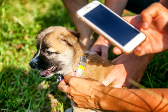 Identification of a lost animal with the help of the latest technology and the Internet. Collar with...