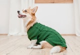 best dog sweaters 