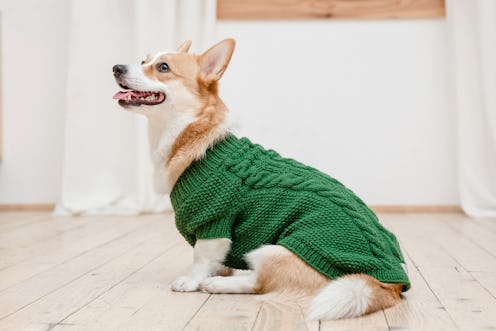 best dog sweaters 