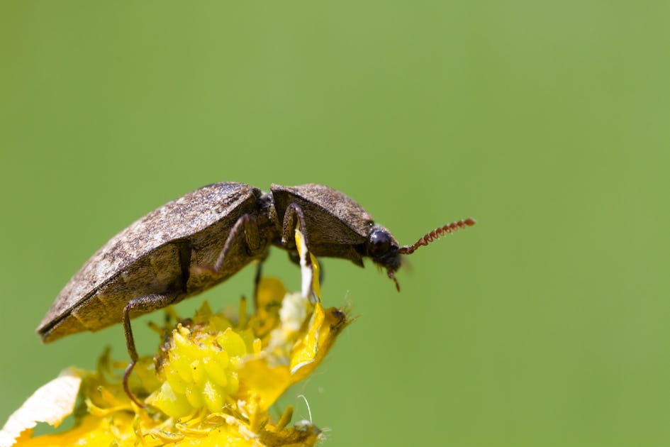 inverse.com - Sarah Wells - Video: A beetle-inspired hack could create next-gen robots