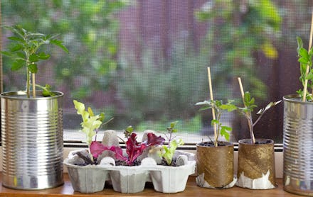 close up of seedlings growing in reuse tin cans, egg box and toilet roll tubes on window ledge, rais...