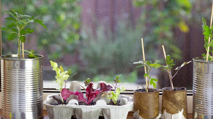close up of seedlings growing in reuse tin cans, egg box and toilet roll tubes on window ledge, rais...