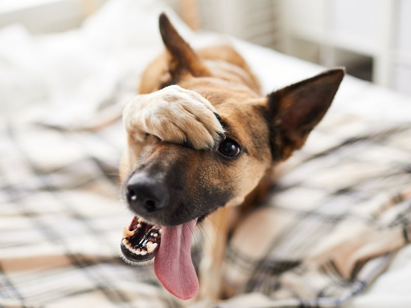 Portrait of embarrassed dog hiding face with paw and looking at camera, copy space