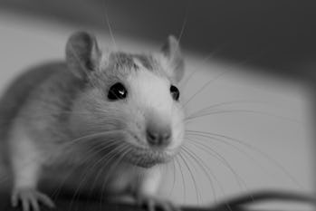 Closeup of funny white domestic rat with long whiskers.