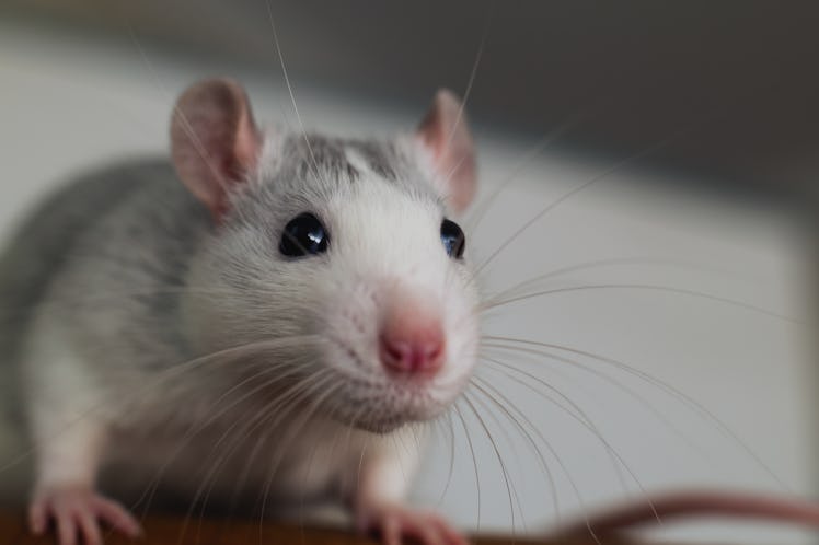 Closeup of funny white domestic rat with long whiskers.