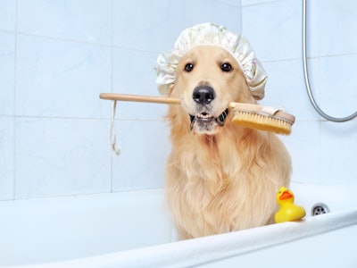 Golden retriever in a bathtub holding bath sponge in mouth