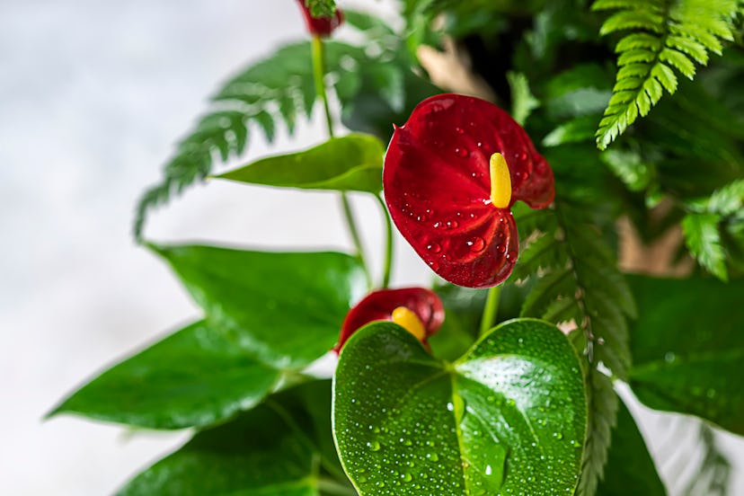 Scorpios should opt for an Anthurium.