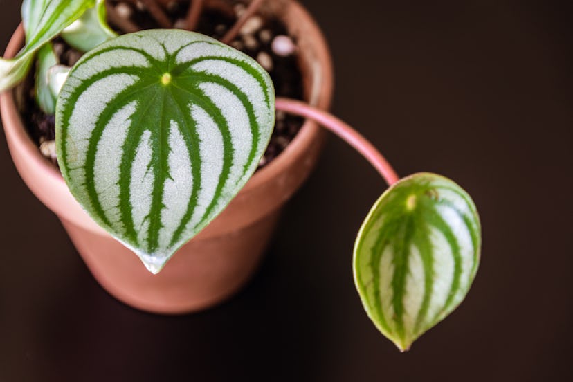 Aquarians should go for a Watermelon Peperomia.