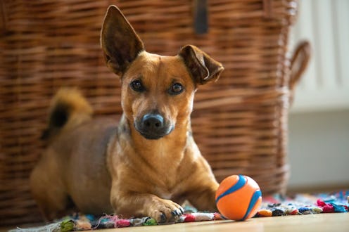 best dog balls on amazon