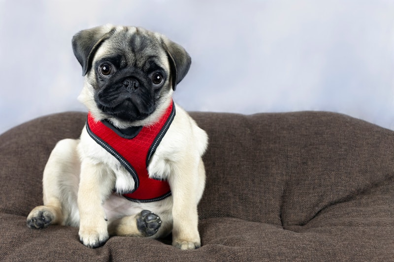 best puppy harnesses