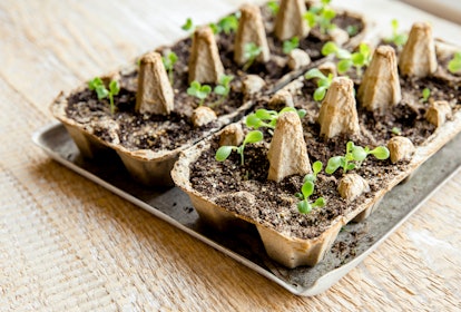 Small plants growing in a carton chicken egg box 