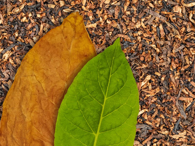 Tobacco dry leaf and tobacco green leaf on Tobacco dry background