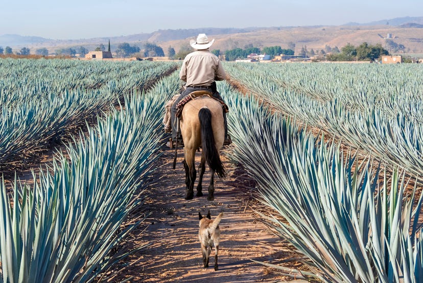 A man riding on a horse through an agave plantation in Mexico