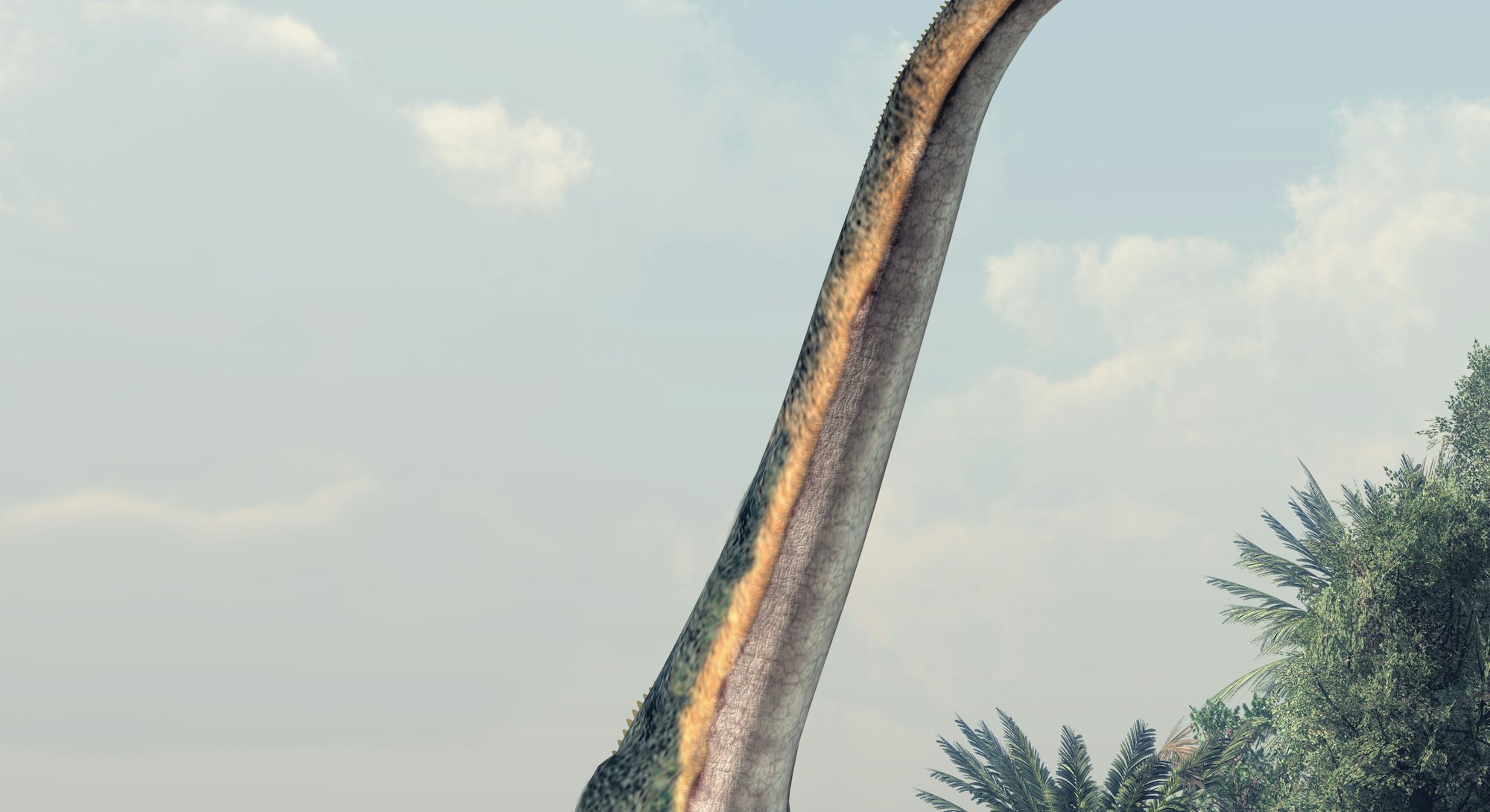 A giant sauropod, the largest of the dinosaurs and the biggest type of land animal ever, walks throu...