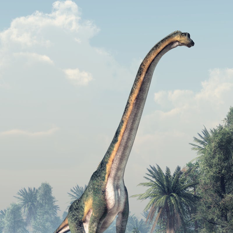 A giant sauropod, the largest of the dinosaurs and the biggest type of land animal ever, walks throu...