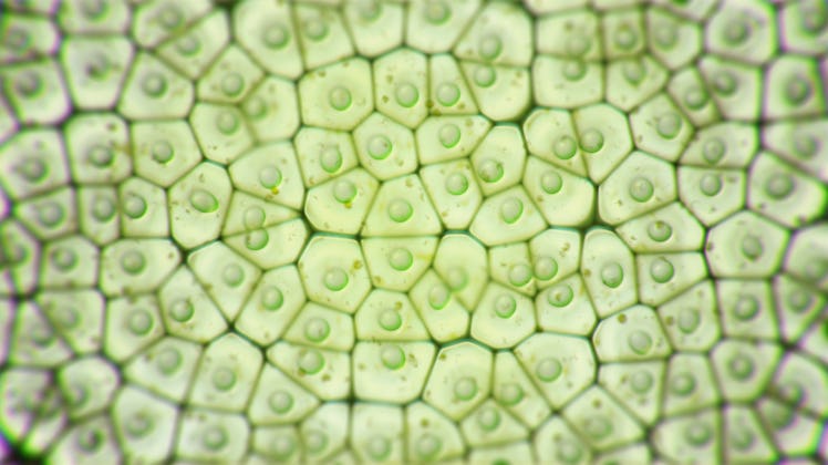 Chloroplast eukaryotic cells under the microscope. Green micro formation in a plant cell. Research a...