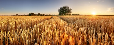 Wheat field. Ears of golden wheat close up. Beautiful Rural Scenery under Shining Sunlight and blue ...