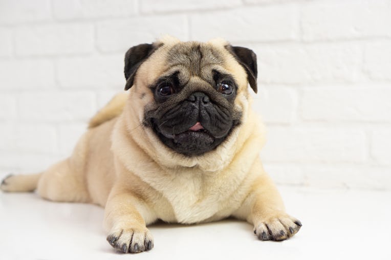 Funny pug dog lies on the background of a white brick wall . Happy funny pug . Dog grooming conc...