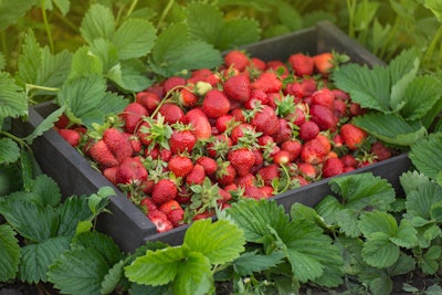 Etymology of Strawberry