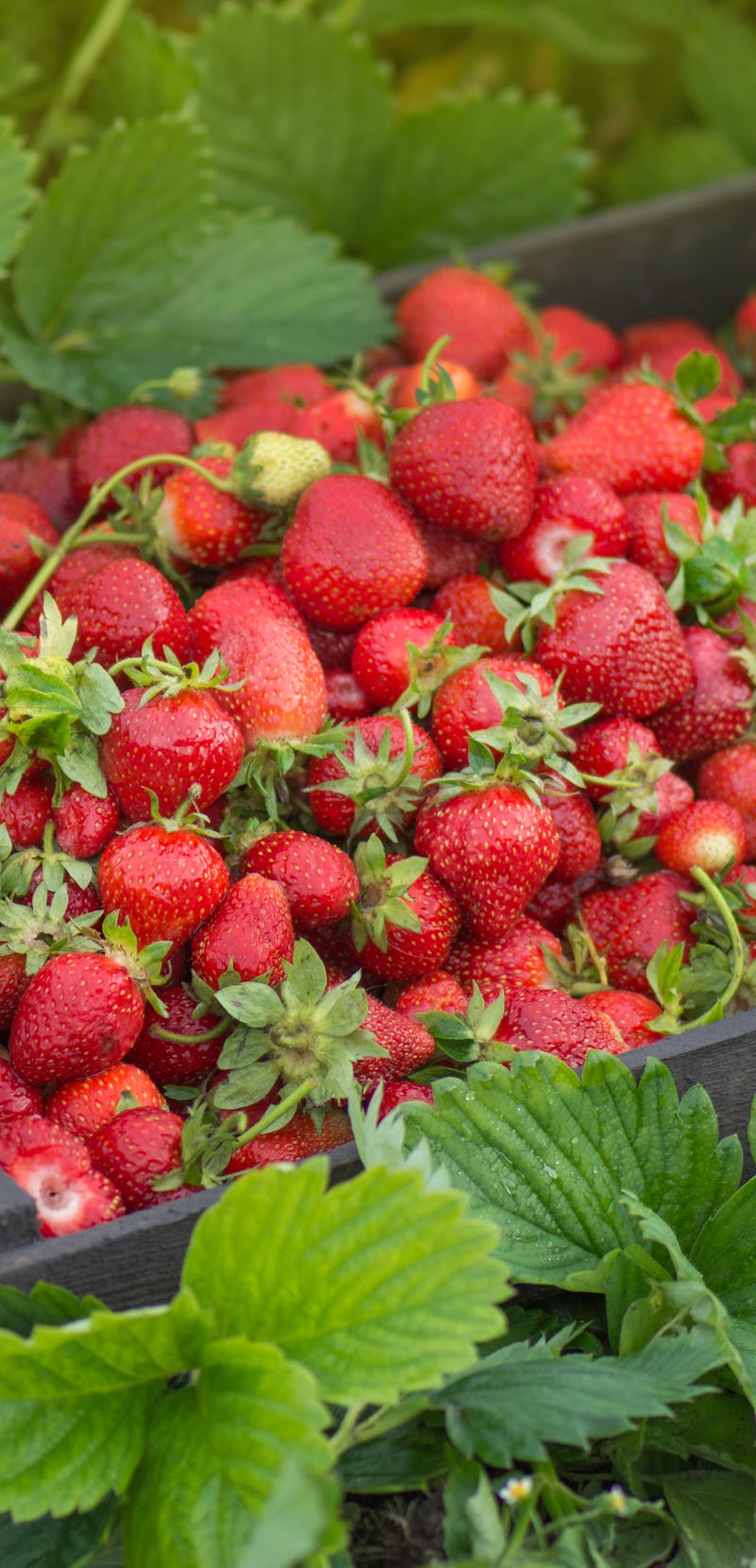Harvesting strawberries. Strawberries near strawberry plants