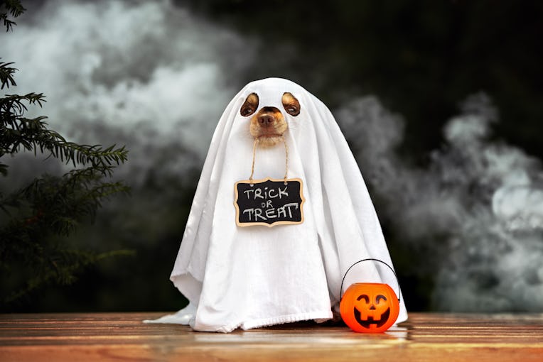 funny dog in ghost costume posing for Halloween