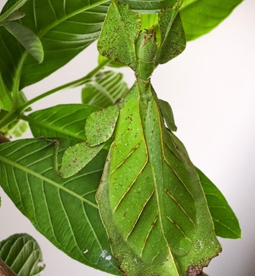 leaf insect (or walking leaf) the most remarkably camouflaged leaf mimics in the entire animal kingd...