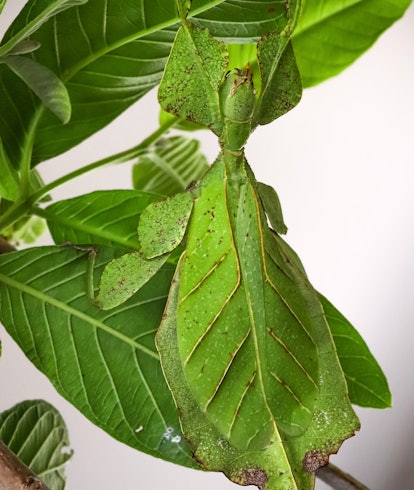 leaf insect (or walking leaf) the most remarkably camouflaged leaf mimics in the entire animal kingd...