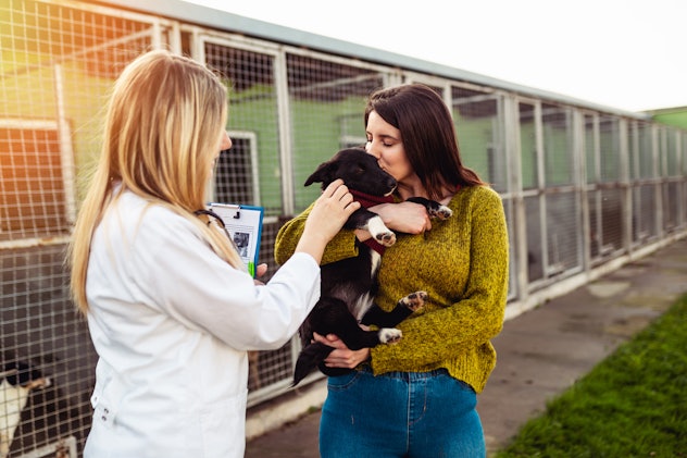 Veterinarian at animal shelter checking health of dogs.