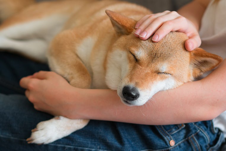 A woman petting a cute red dog Shiba inu, sleeping on her lap. Close-up. Trust, calm, care, friendsh...