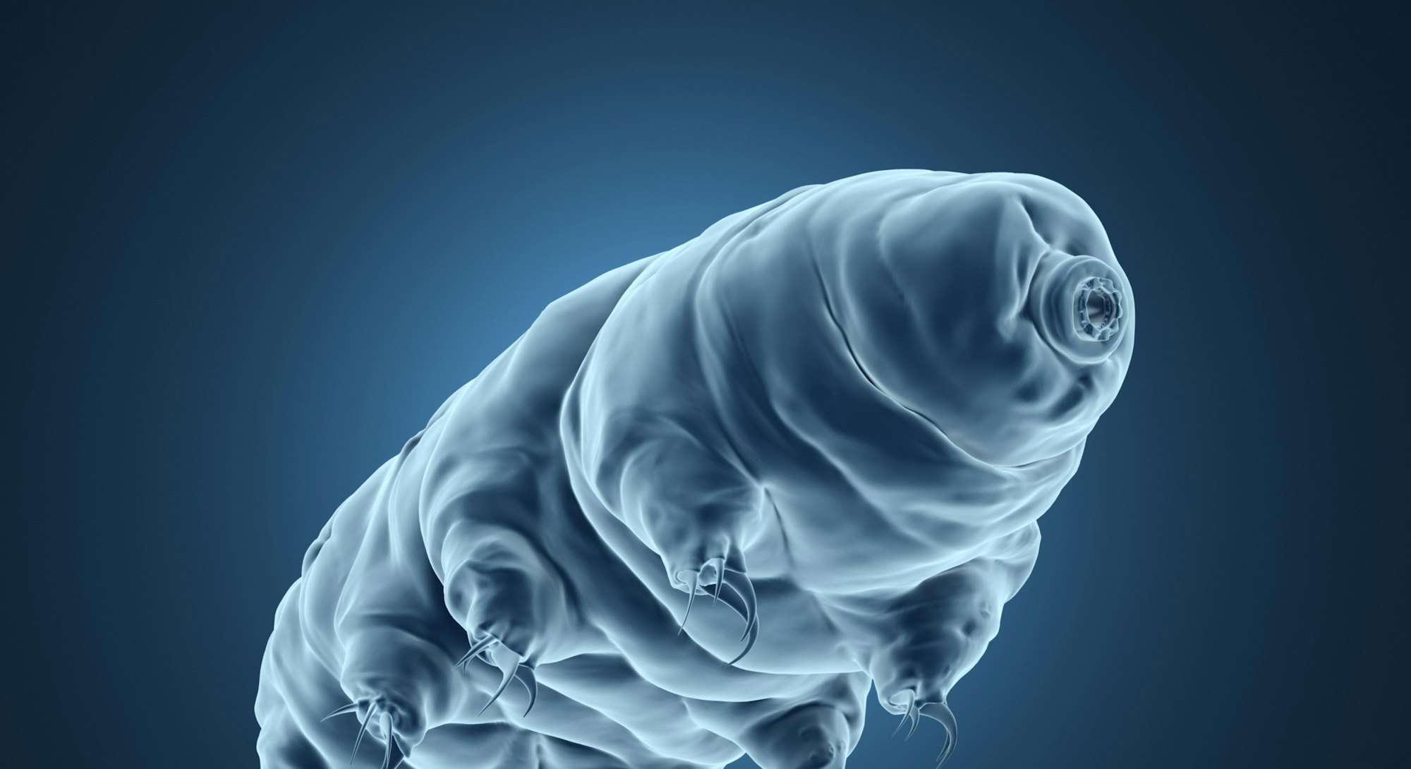 3d rendered realistic illustration of the tardigrade.
